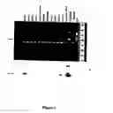 Fig. 04 - Centrosome-associated protein and applications thereof