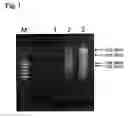 Fig. 02 - Method of detecting colon cancer marker