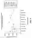 Fig. 10 - Immunologic activity measures for t helper on-associated conditions