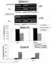 Fig. 04 - Methods and reagents for diagnosing and treating gliomas