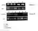 Fig. 09 - Methods and reagents for diagnosing and treating gliomas