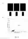 Fig. 13 - Methods and articles for strand-specific polynucleotide detection with cationic multichromophores
