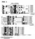 Fig. 02 - Insulin-like growth factor binding protein