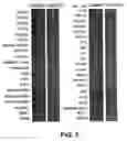 Fig. 06 - Insulin-like growth factor binding protein
