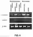 Fig. 07 - Insulin-like growth factor binding protein