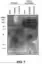 Fig. 08 - Insulin-like growth factor binding protein