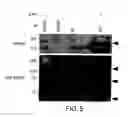 Fig. 06 - Tissue protective cytokine receptor complex, assays for identifying tissue protective compounds and uses thereof