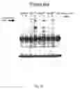 Fig. 02 - Screening assay for agents that alter target of rapamycin activity