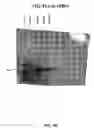 Fig. 06 - Modified Shine-Dalgarno sequences and methods of uses thereof