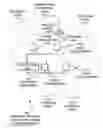 Fig. 01 - Synchronized beacon for network having multiple radios