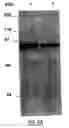 Fig. 04 - Methods for regulating inflammatory mediators and peptides useful therein