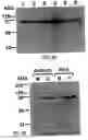 Fig. 09 - Methods for regulating inflammatory mediators and peptides useful therein