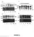 Fig. 03 - Compositions for the treatment of tumor pathologies, comprising internalin B (ln1B) of Listeria monocytogene protein or a fragment thereof