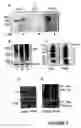 Fig. 04 - Compositions for the treatment of tumor pathologies, comprising internalin B (ln1B) of Listeria monocytogene protein or a fragment thereof