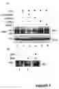 Fig. 05 - Compositions for the treatment of tumor pathologies, comprising internalin B (ln1B) of Listeria monocytogene protein or a fragment thereof