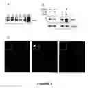 Fig. 06 - Compositions for the treatment of tumor pathologies, comprising internalin B (ln1B) of Listeria monocytogene protein or a fragment thereof