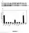 Fig. 08 - Compositions for the treatment of tumor pathologies, comprising internalin B (ln1B) of Listeria monocytogene protein or a fragment thereof