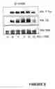 Fig. 09 - Compositions for the treatment of tumor pathologies, comprising internalin B (ln1B) of Listeria monocytogene protein or a fragment thereof
