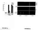 Fig. 07 - Method for modulating Nod1 activity, use of a MTP related molecule for modulating Nod1 activity, and therapeutic applications thereof