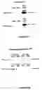 Fig. 08 - Method for modulating Nod1 activity, use of a MTP related molecule for modulating Nod1 activity, and therapeutic applications thereof