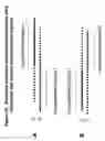 Fig. 22 - Chemically modified double stranded nucleic acid molecules that mediate RNA interference