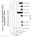 Fig. 37 - RNA interference mediated inhibition of gene expression using chemically modified short interfering nucleic acid (siNA)