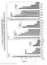Fig. 32 - RNA interference mediated inhibition of gene expression using chemically modified short interfering nucleic acid (siNA)