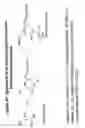 Fig. 48 - RNA interference mediated inhibition of gene expression using chemically modified short interfering nucleic acid (siNA)