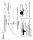 Fig. 18 - RNA interference mediated inhibition of gene expression using chemically modified short interfering nucleic acid (siNA)