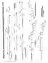 Fig. 43 - RNA interference mediated inhibition of gene expression using chemically modified short interfering nucleic acid (siNA)