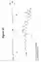 Fig. 44 - RNA interference mediated inhibition of gene expression using chemically modified short interfering nucleic acid (siNA)