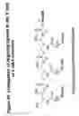 Fig. 49 - RNA interference mediated inhibition of gene expression using chemically modified short interfering nucleic acid (siNA)
