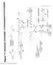 Fig. 72 - RNA interference mediated inhibition of gene expression using chemically modified short interfering nucleic acid (siNA)