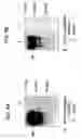 Fig. 05 - Influenza nucleic acids, polypeptides, and uses thereof