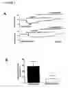 Fig. 08 - Methods and products for treating hypertension by modulation of TRPC3 channel activity