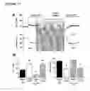 Fig. 12 - Methods and products for treating hypertension by modulation of TRPC3 channel activity