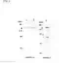 Fig. 05 - Oncogene, recombinant protein derived therefrom, and uses thereof