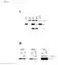 Fig. 07 - Oncogene, recombinant protein derived therefrom, and uses thereof