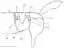 Fig. 01 - Absorbent article for animal