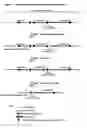 Fig. 05 - System for gene targeting and producing stable genomic transgene insertions