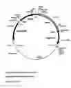 Fig. 09 - System for gene targeting and producing stable genomic transgene insertions