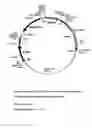 Fig. 11 - System for gene targeting and producing stable genomic transgene insertions