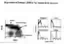 Fig. 01 - Transgenic mice expressing human CD20 and/or CD16