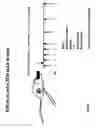 Fig. 08 - Transgenic mice expressing human CD20 and/or CD16