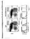 Fig. 12 - Transgenic mice expressing human CD20 and/or CD16