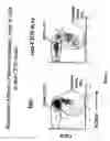 Fig. 13 - Transgenic mice expressing human CD20 and/or CD16