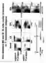 Fig. 16 - Transgenic mice expressing human CD20 and/or CD16