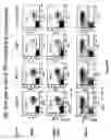 Fig. 21 - Transgenic mice expressing human CD20 and/or CD16