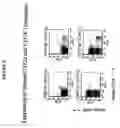 Fig. 22 - Transgenic mice expressing human CD20 and/or CD16