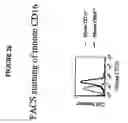 Fig. 41 - Transgenic mice expressing human CD20 and/or CD16